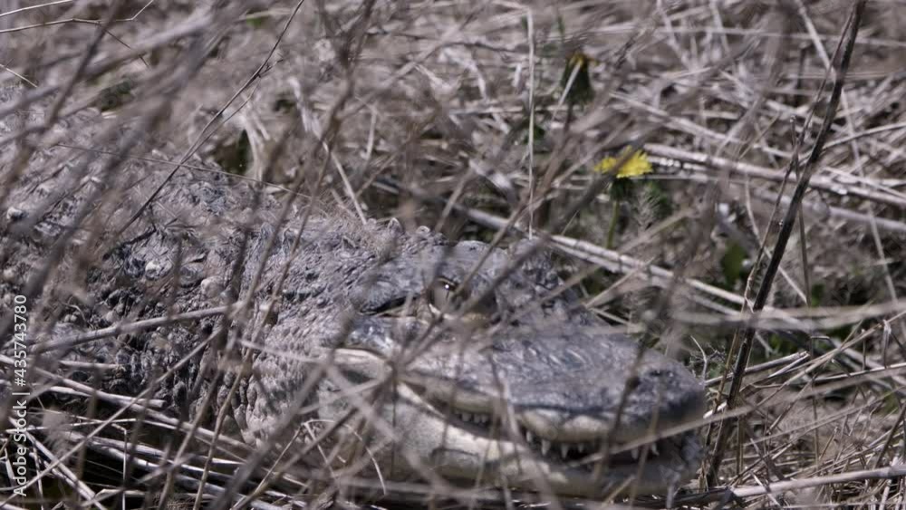 Ominous alligator stalking through brush