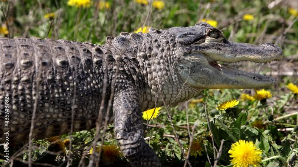 Gator walking away from camera slow motion Gator walking away from camera slow motion