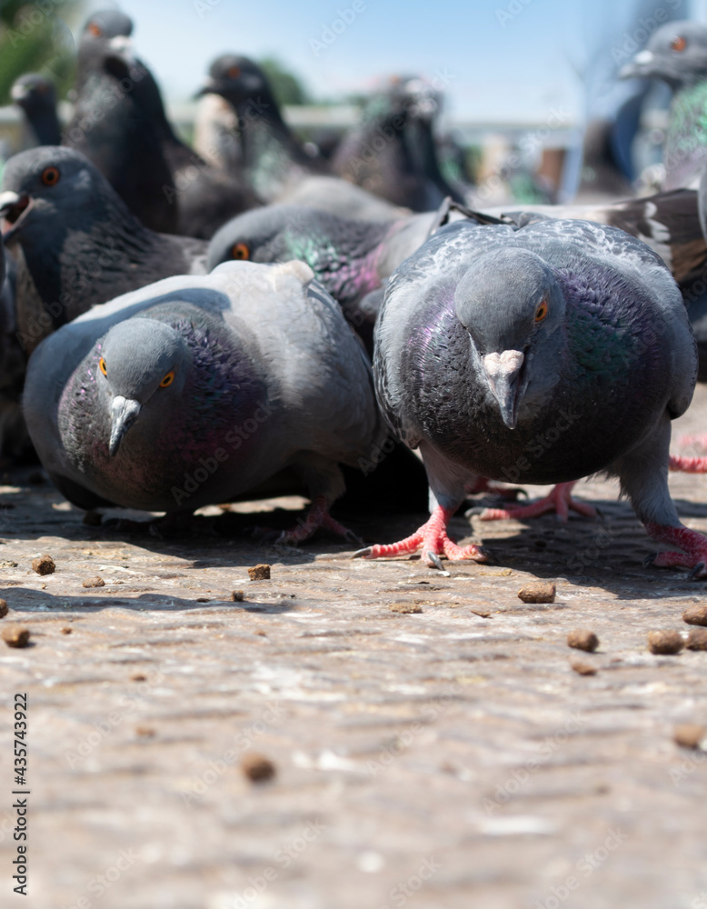 Fototapeta premium Two pigeons prepare to vie for food on the ground.