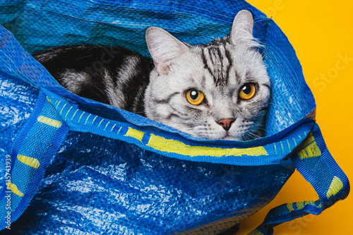 American short-haired cat hiding in a blue shopping bag