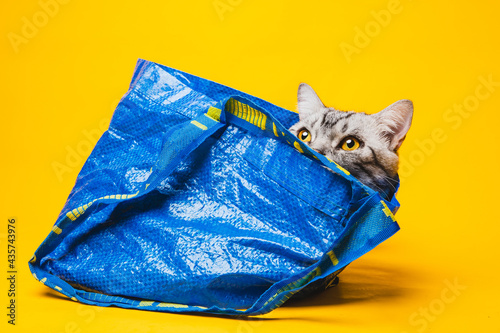 American short-haired cat hiding in a blue shopping bag
