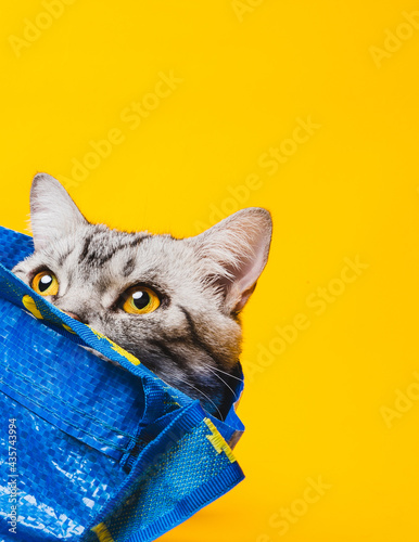 American short-haired cat hiding in a blue shopping bag