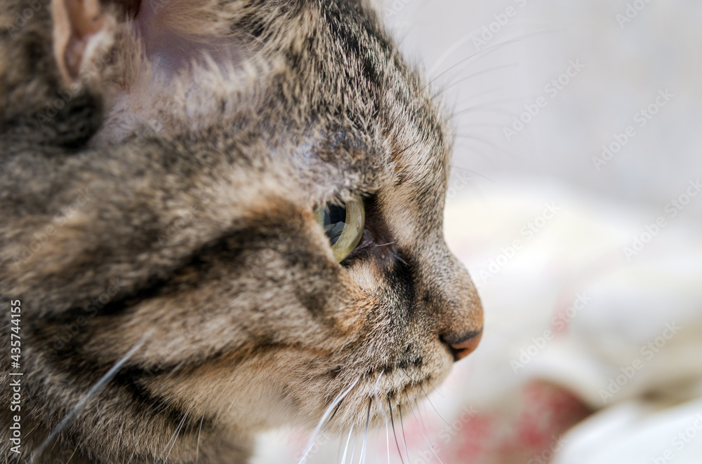 profile portrait of a domestic cat, close-up