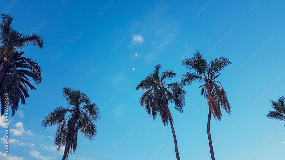 paisaje de palmeras con luna saliente