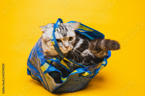 American short-haired cat hiding in a blue shopping bag