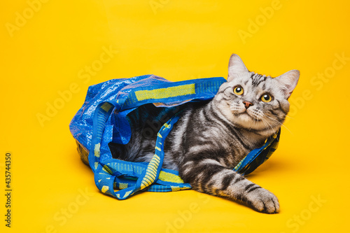 American short-haired cat hiding in a blue shopping bag © zixing
