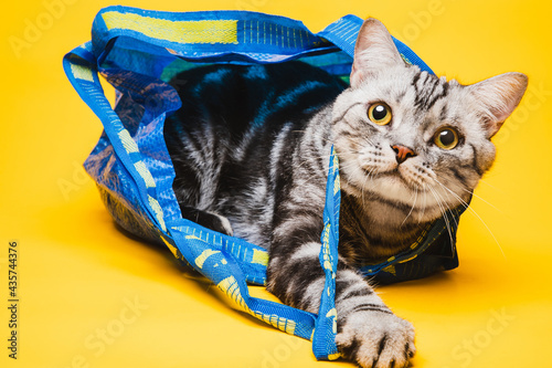 American short-haired cat hiding in a blue shopping bag