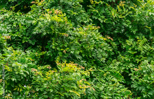 Fototapeta Naklejka Na Ścianę i Meble -  Foliage background image in natural rainforest Green nature background