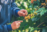 Man Hands harvest coffee bean ripe Red berries plant fresh seed coffee tree growth in green eco organic farm. Close up hands harvest red ripe coffee seed robusta arabica berry harvesting coffee farm