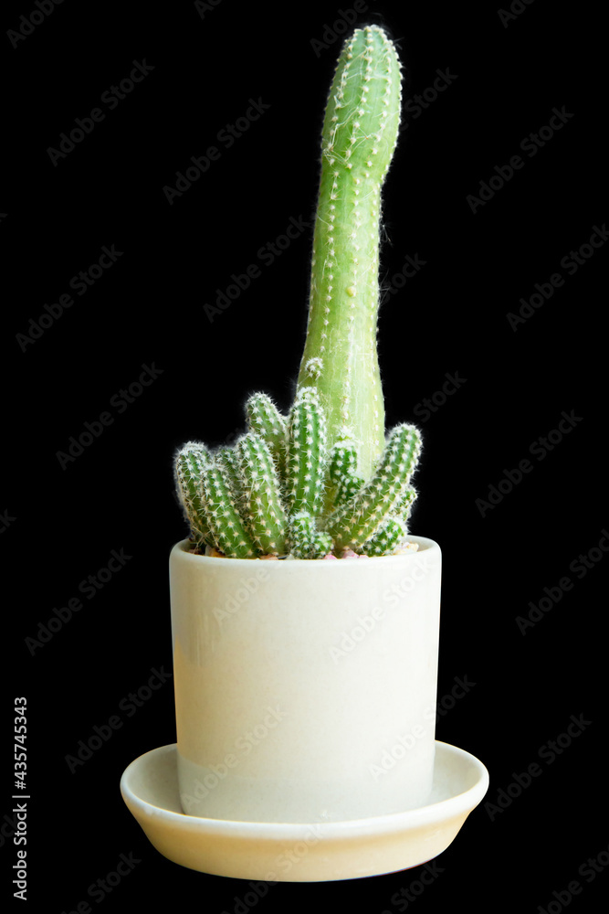 Closeup of cactus in a white ceramic pot on black background. Closeup of cactus in a white ceramic pot on black background.