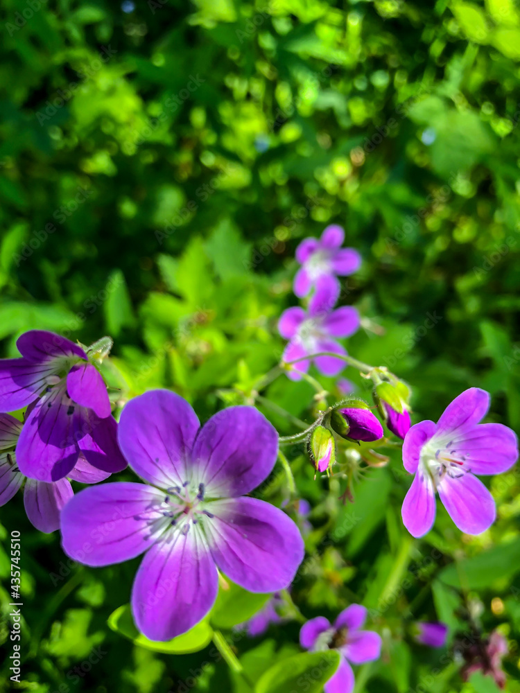 Stock Foto Field colors in summer in the field Stock Foto Field colors in summer in the field