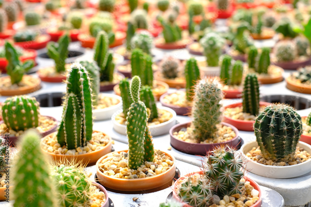 A group of cactus in a small pot