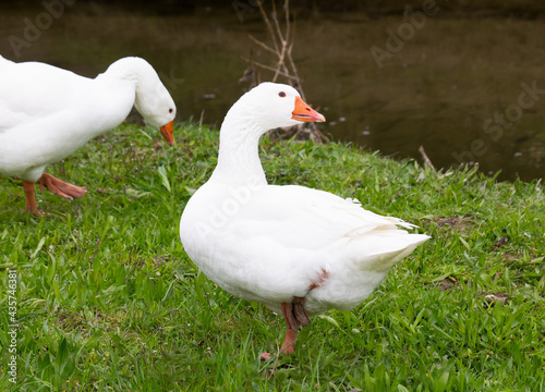 Snow goose lifting it's leg © simonmuß