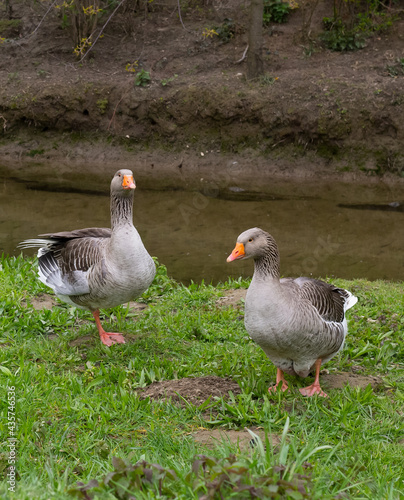 Greylag geese on the bank of a stream II