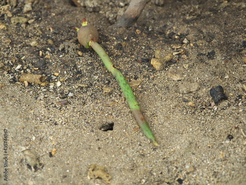 Okinawa,Japan - May 22, 2021: Viviparous seed of Kandelia obovata in mangrove field in Ishigaki island, Okinawa, Japan
