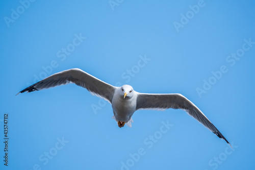 The European herring gull  Larus argentatus  flying in the clear blue sky.