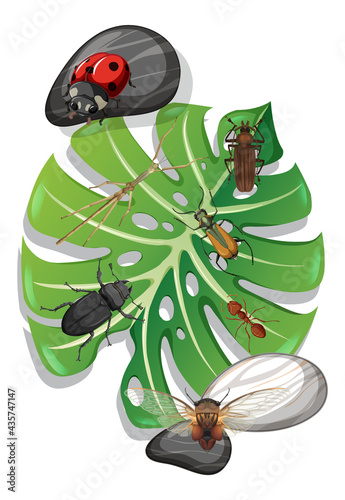 Top view of many insects on monstera leaf isolated