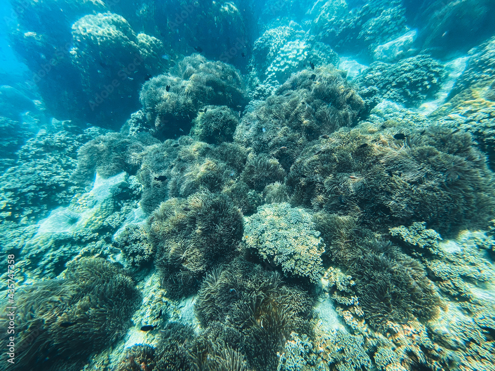 Fototapeta premium Under the sea Travel in the diving sea