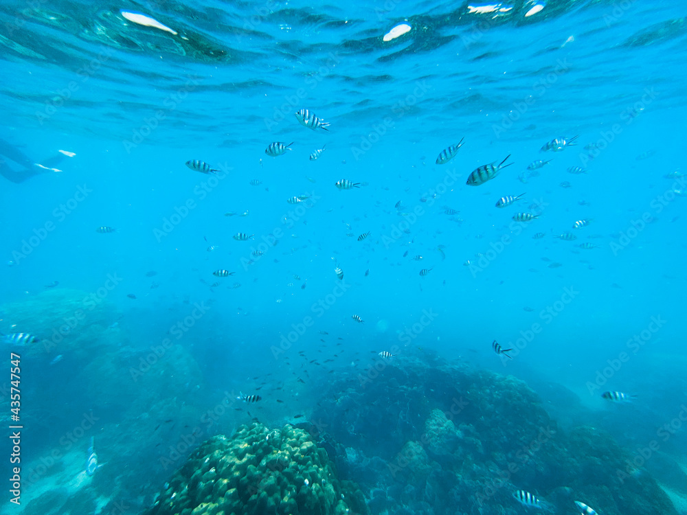 Fototapeta premium Under the sea Travel in the diving sea
