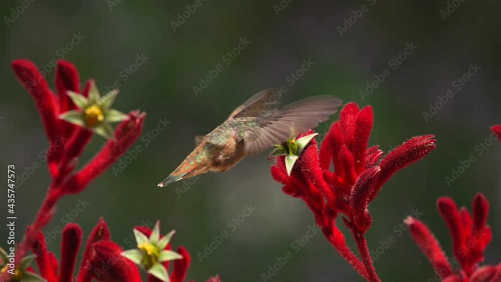 This slow motion macro video shows a beautiful Allen's humming bird feeding on blooming anigozanthos red kangaroo paw plants and then flying off.