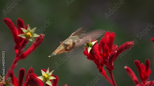 This slow motion macro video shows a beautiful Allen's humming bird feeding on blooming anigozanthos red kangaroo paw plants and then flying off.
