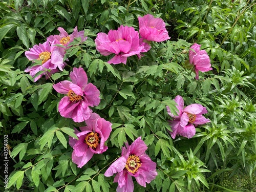 pink peonies  in the garden