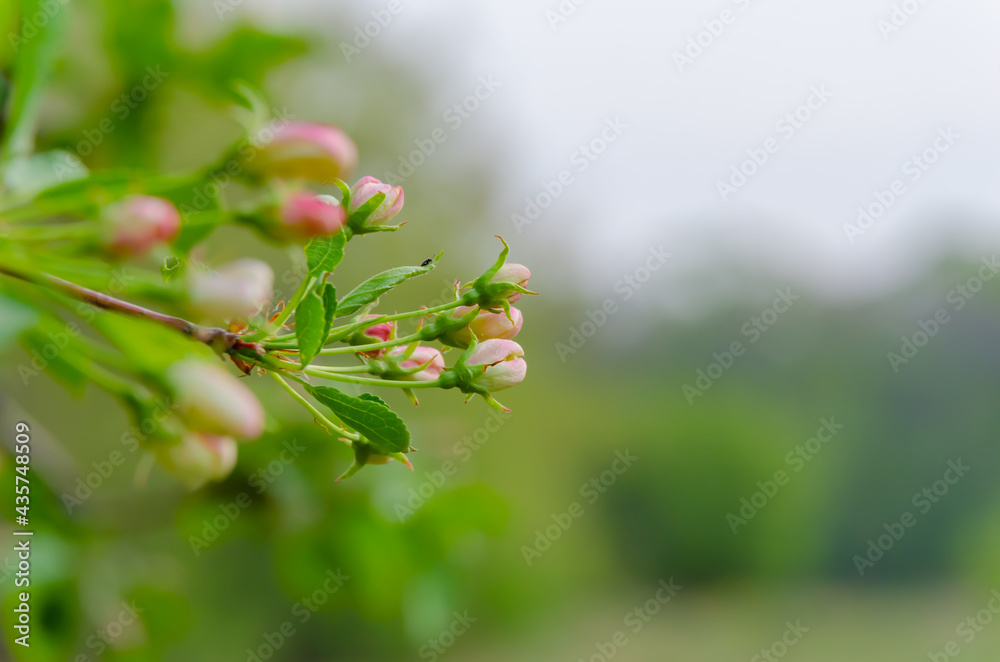 flowering tree in spring flowering tree in spring