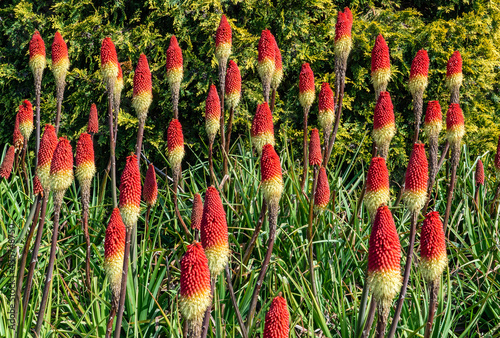 Bright red and yellow flowers called Kniphofia flamenco, are also known as red hot poker photo