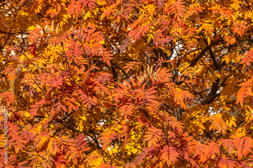 Rowan branches with yellow leaves in the autumn park.