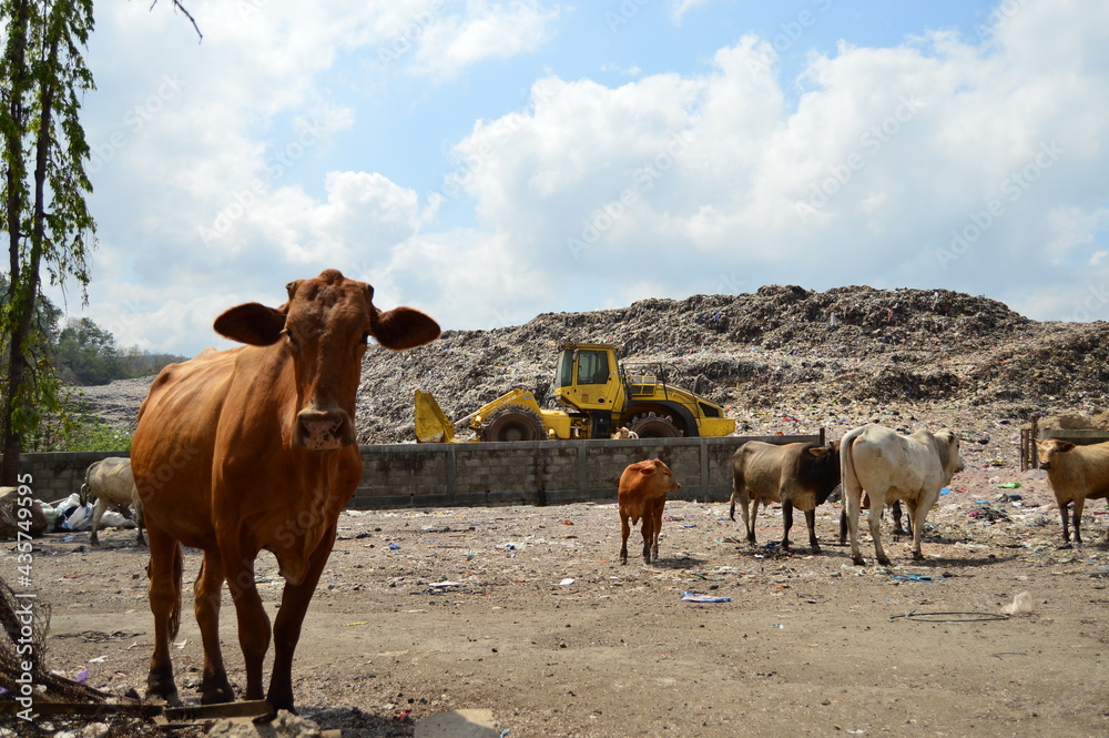 Seen a cow being separated from the colony. This photo is located in a garbage dump in Yogyakarta