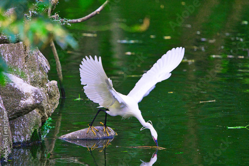 Little egret(Egretta garzetta) will pick up branches from the pond.It has 2 long wispy head plumes and spray of white plumes on the lower back.