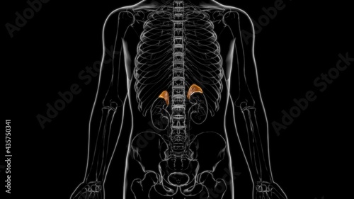 Adrenal Gland Anatomy For Medical Concept 3D