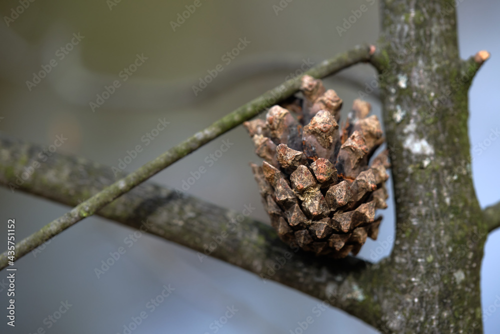 Fir cone closeup. It stands on a tree branch. Fir cone closeup. It stands on a tree branch.