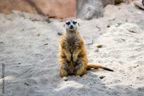 Portrait of Meerkat 