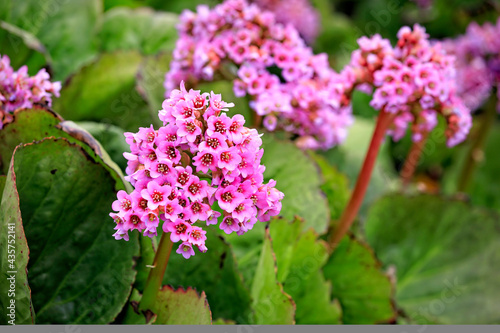 Pink Flowers of Bergenia Cordifolia photo