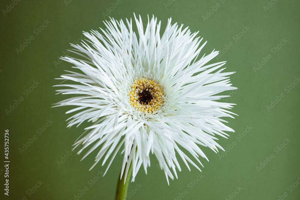 White Flower Gerbera over Green Background macro close up view