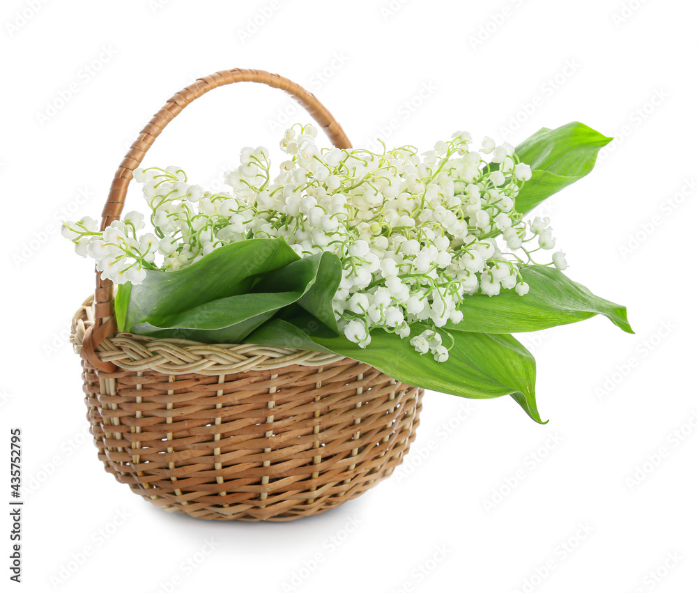 Basket with beautiful lily-of-the-valley flowers on white background