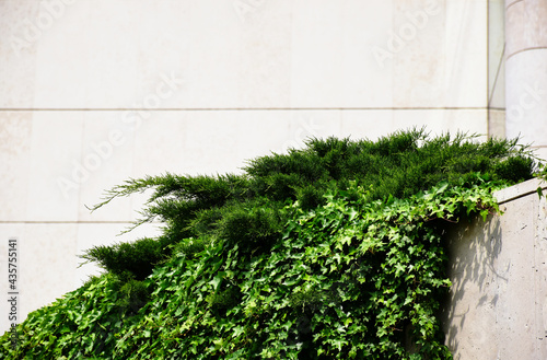 smooth white stone cladded exterior facade background with lush evergreen and boston ivy climbing garden plants. architecture and nature concept. selective focus. blurred background.