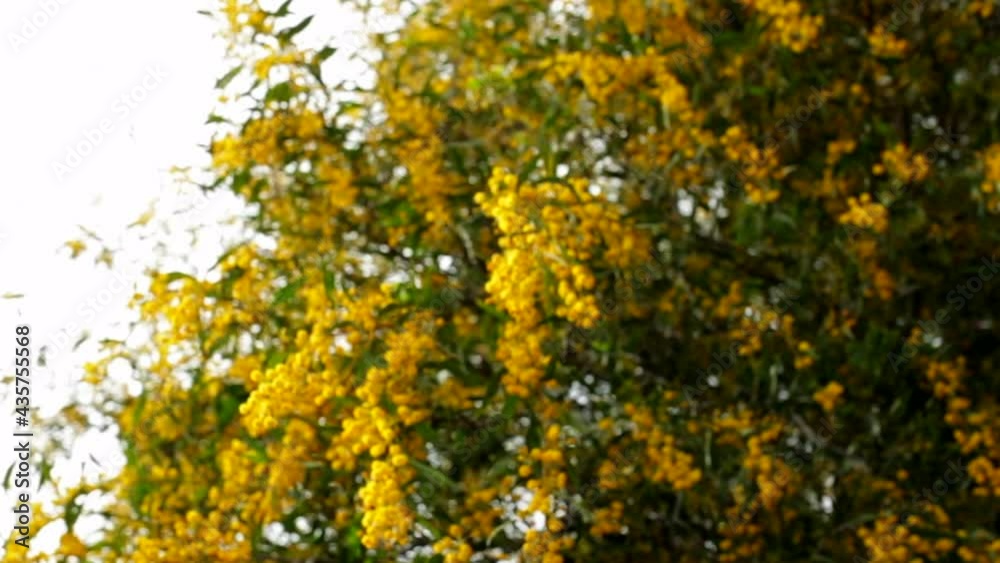 Slow Motion Close-Up Shot Of Attractive Woman Touching Yellow Flowers And Running In Field On Sunny Day - Negev, Israel Slow Motion Close-Up Shot Of Attractive Woman Touching Yellow Flowers And Running In Field On Sunny Day - Negev, Israel