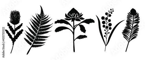 Australian plants set. Waratah,Acacia, Banskia ,Silver Fern,Wollemi .