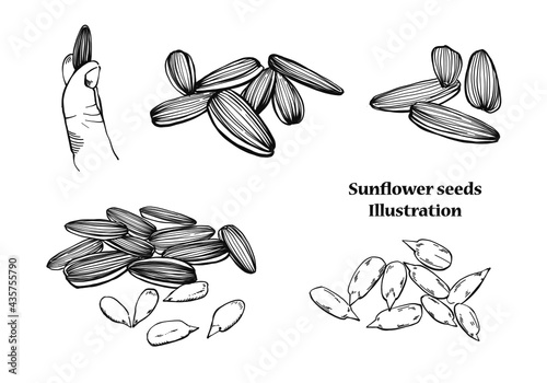 Hand drawn sketch Set Sunflower seeds on white background, outline monochrome ink style for artwork, logo, packaging vector - Illustration.