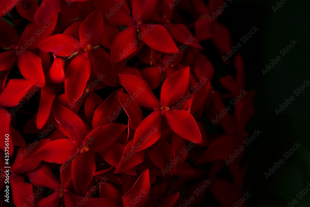 Close up of red jungle geranium or Ixora coccinea.