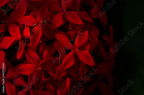 Close up of red jungle geranium or Ixora coccinea.