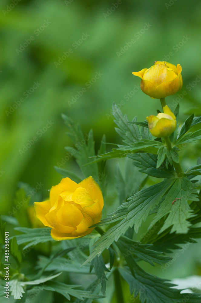 Chinese globeflower (Trollius chinensis) close up Chinese globeflower (Trollius chinensis) close up