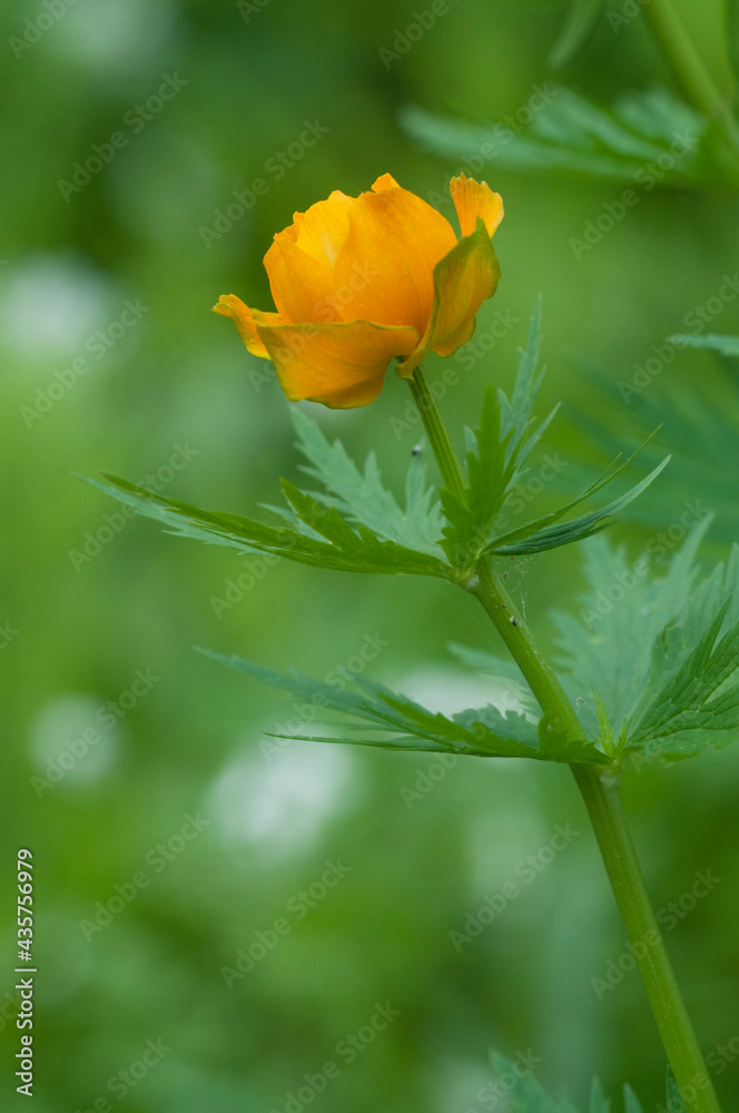 Naklejka premium Asian globeflower (Trollius asiaticus) close up