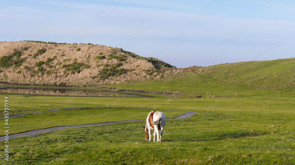 Fototapeta premium 雄大な熊本県阿蘇山草千里の朝、草を食べる馬