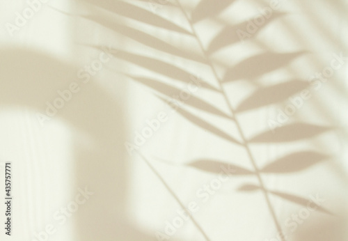 Abstract white shadow of a palm leaf on a white wall. Background with empty copy space for your design. Monochrome and minimalistic background with sunlight