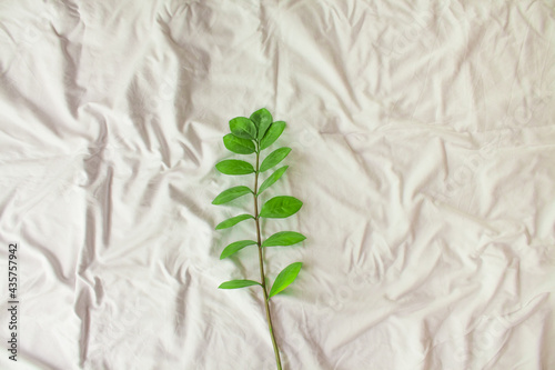 White installation - still life for blogger as white background, modern art. Abstract with a sprig of a houseplant, green leaves of a house palm and a white cloth