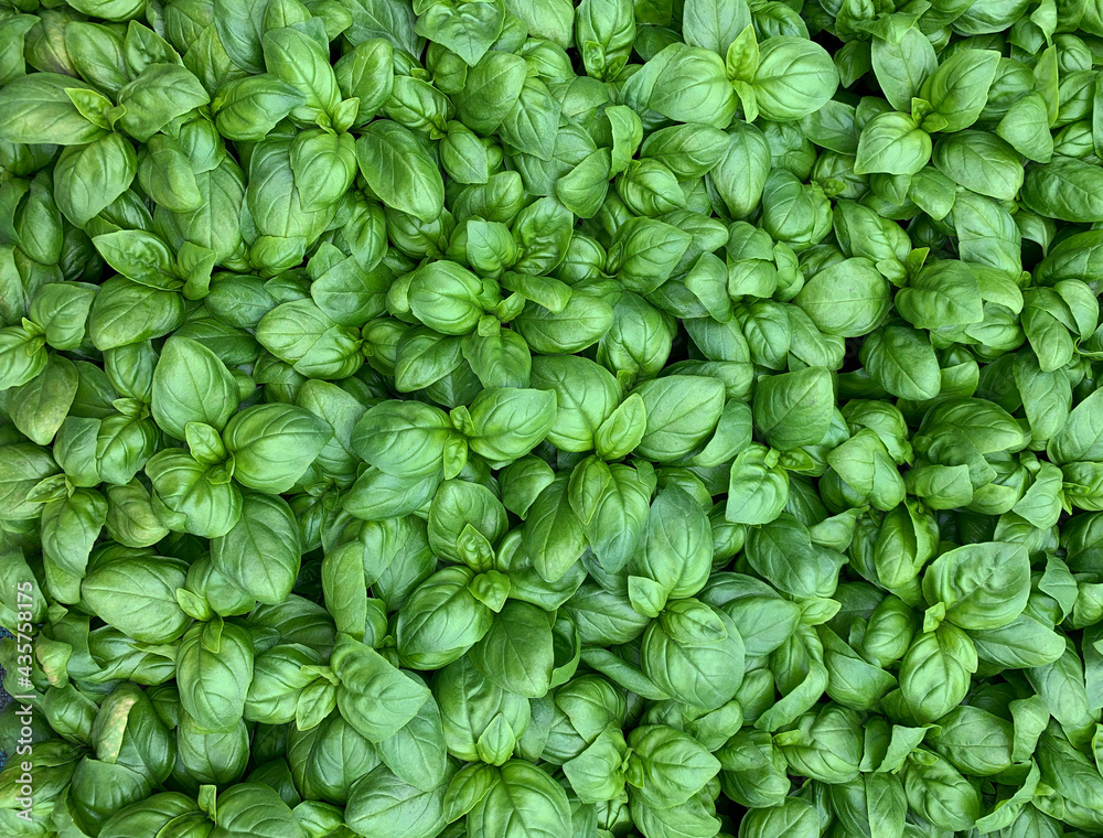 Sfondo con foglie di basilico fresco. Modello di basilico fresco. Stock