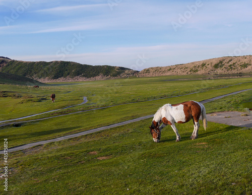 熊本県阿蘇 雄大な阿蘇山草千里の朝、草を食べる馬